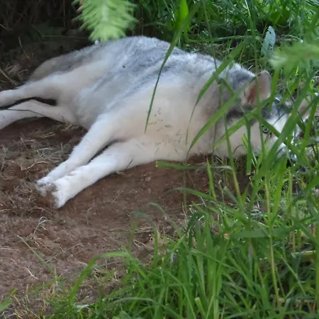 Dom wakacyjny Peter *