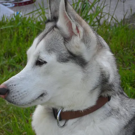 Dom wakacyjny Peter *